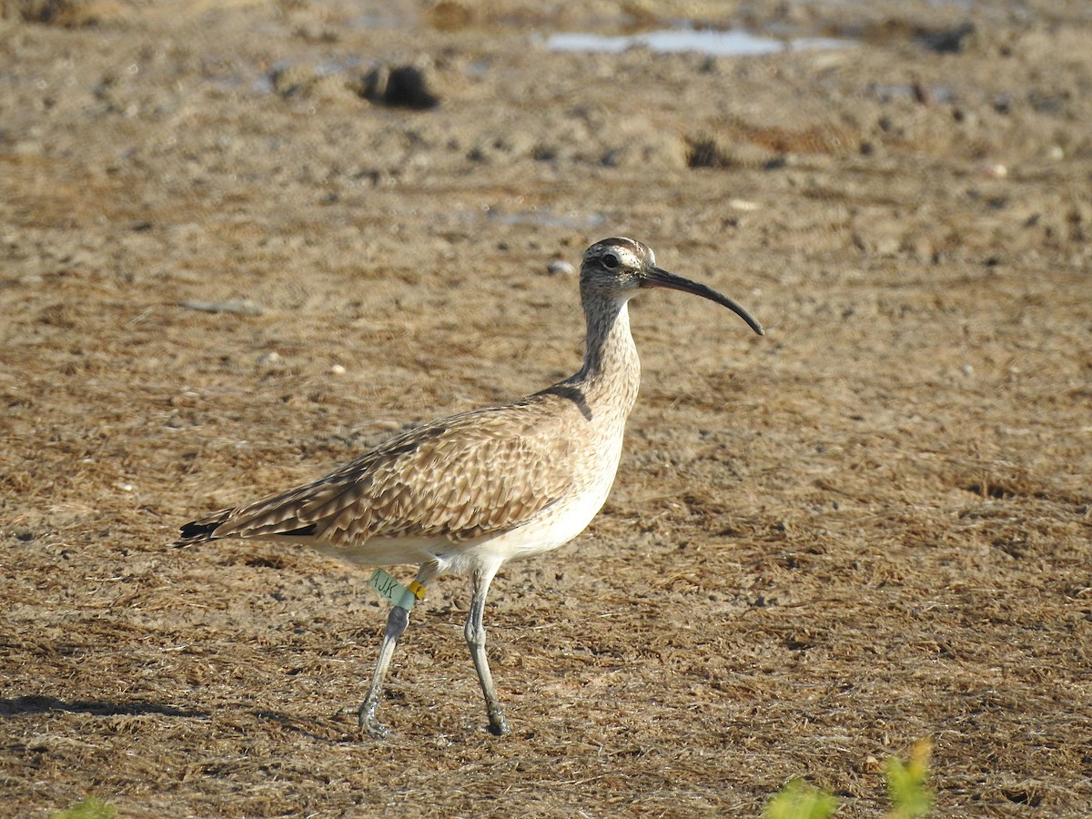 Whimbrel - Glenda Tromp