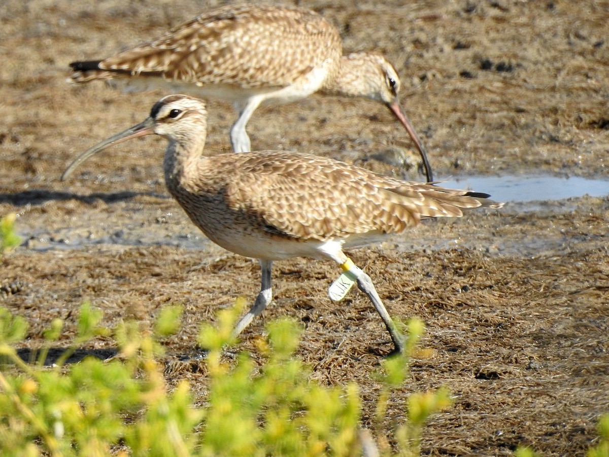 Whimbrel - Glenda Tromp