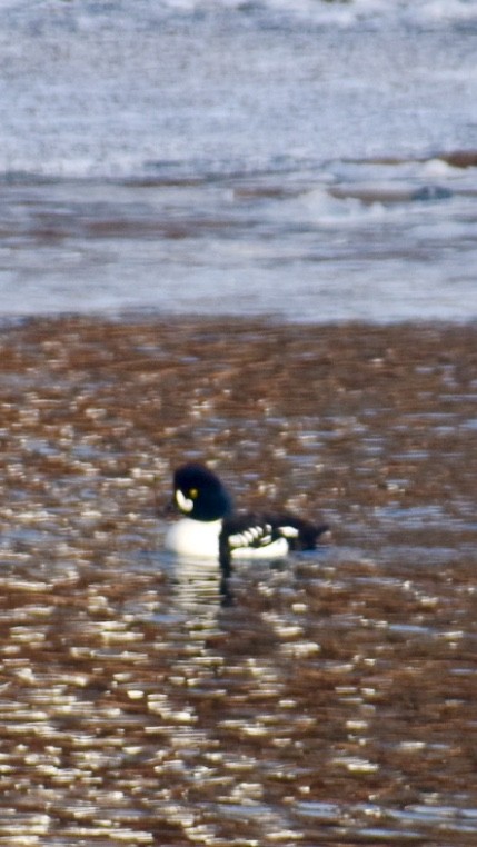 Barrow's Goldeneye - Debbie Crowley