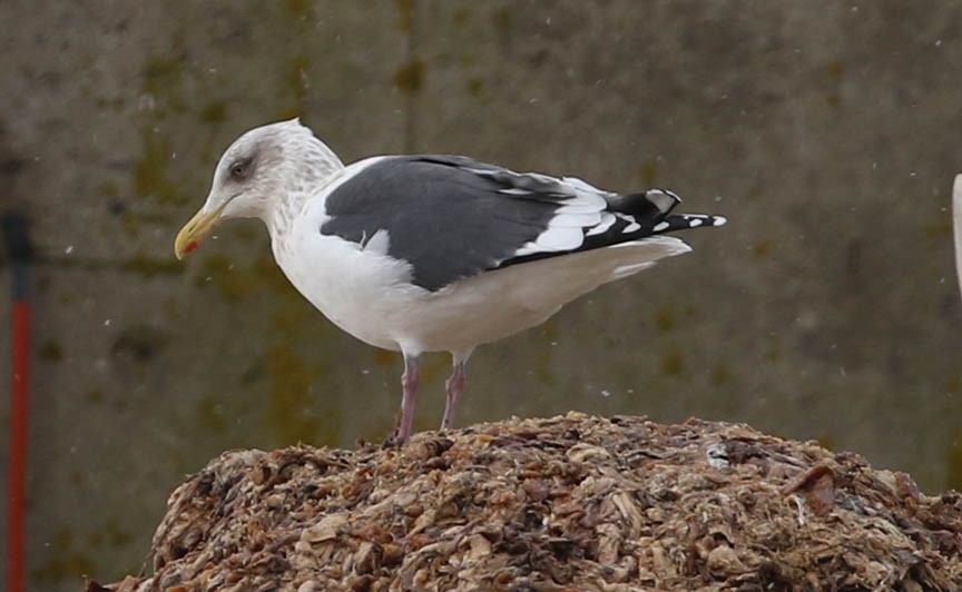 Gaviota de Kamchatka - ML136317151