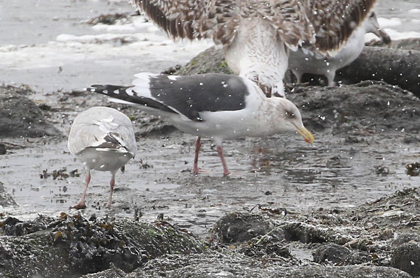 Slaty-backed Gull - ML136317181