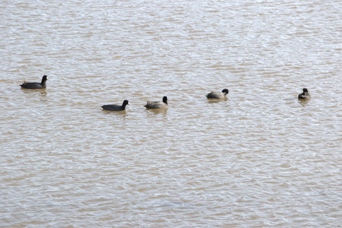 American Coot - Phyllis Williams