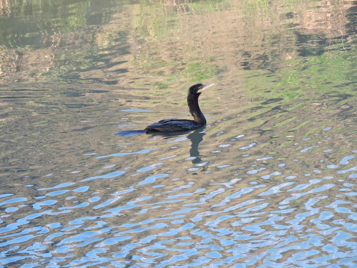 Cormorán Biguá - ML136319241