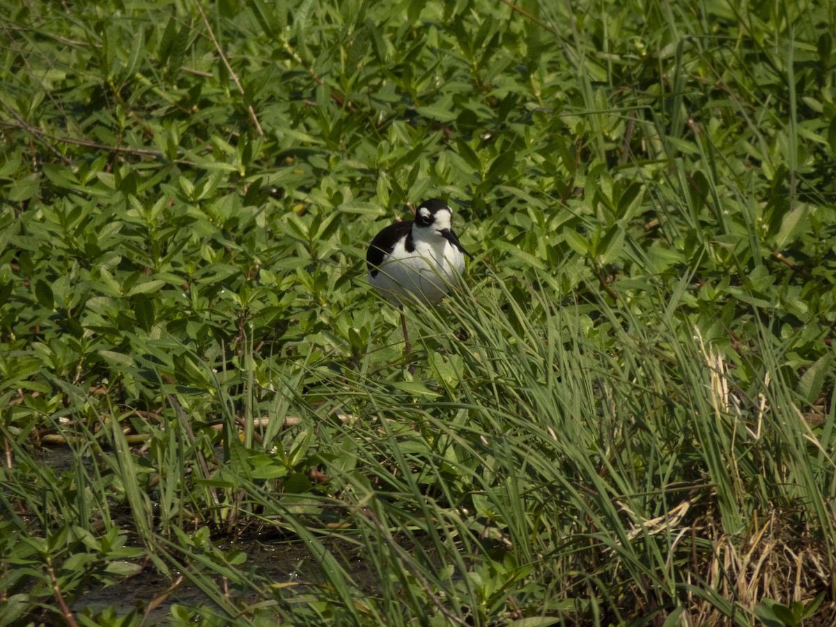 クロエリセイタカシギ（mexicanus） - ML136320351
