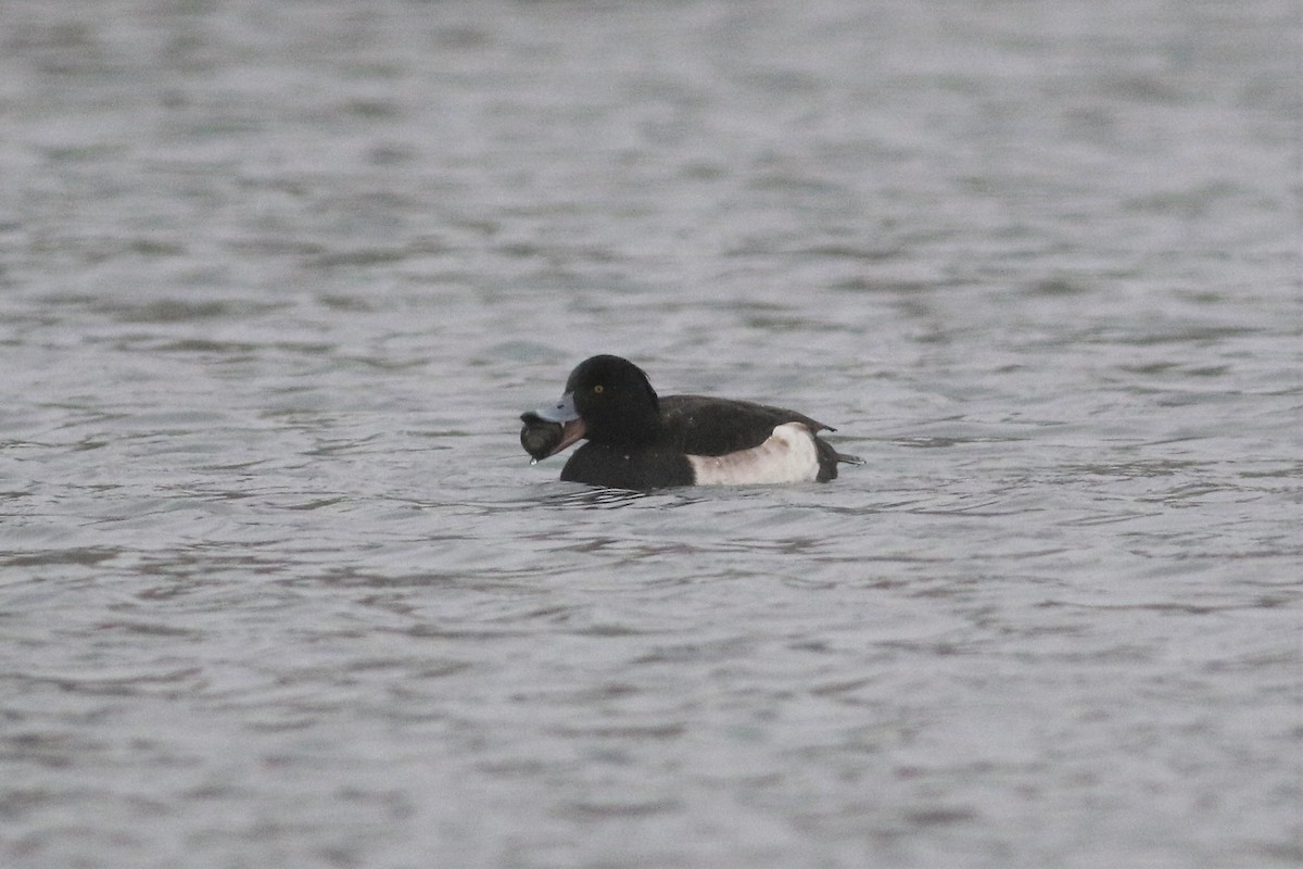 Tufted Duck - ML136320381
