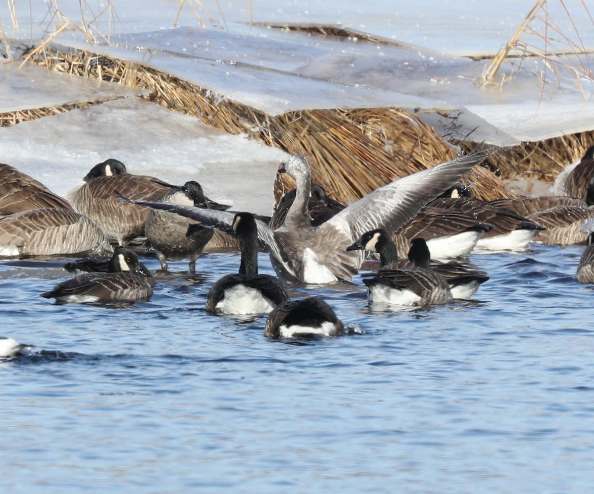 Snow Goose - ML136322581