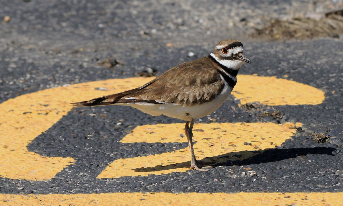 kulík rezavoocasý - ML136322661