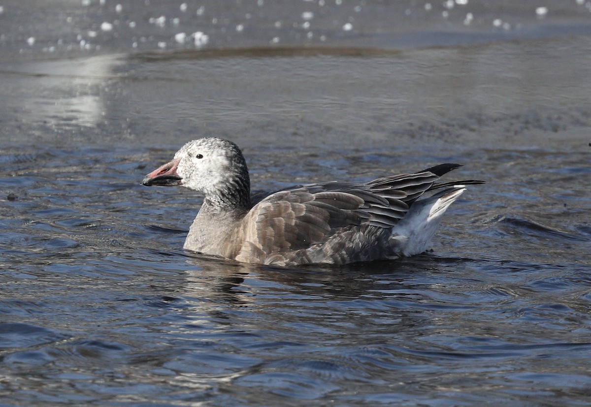 Snow Goose - ML136322841