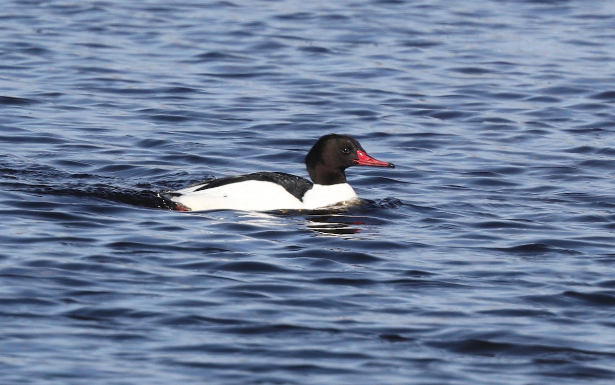 Common Merganser - ML136323331