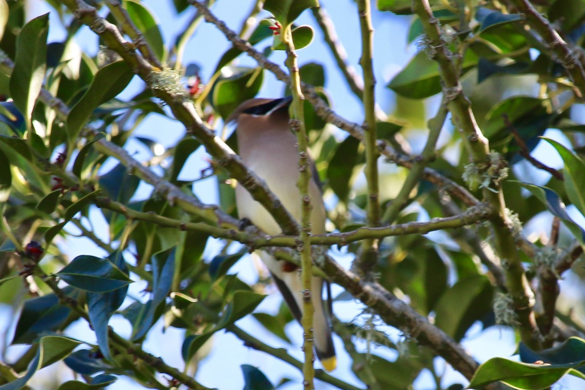 Cedar Waxwing - ML136323611