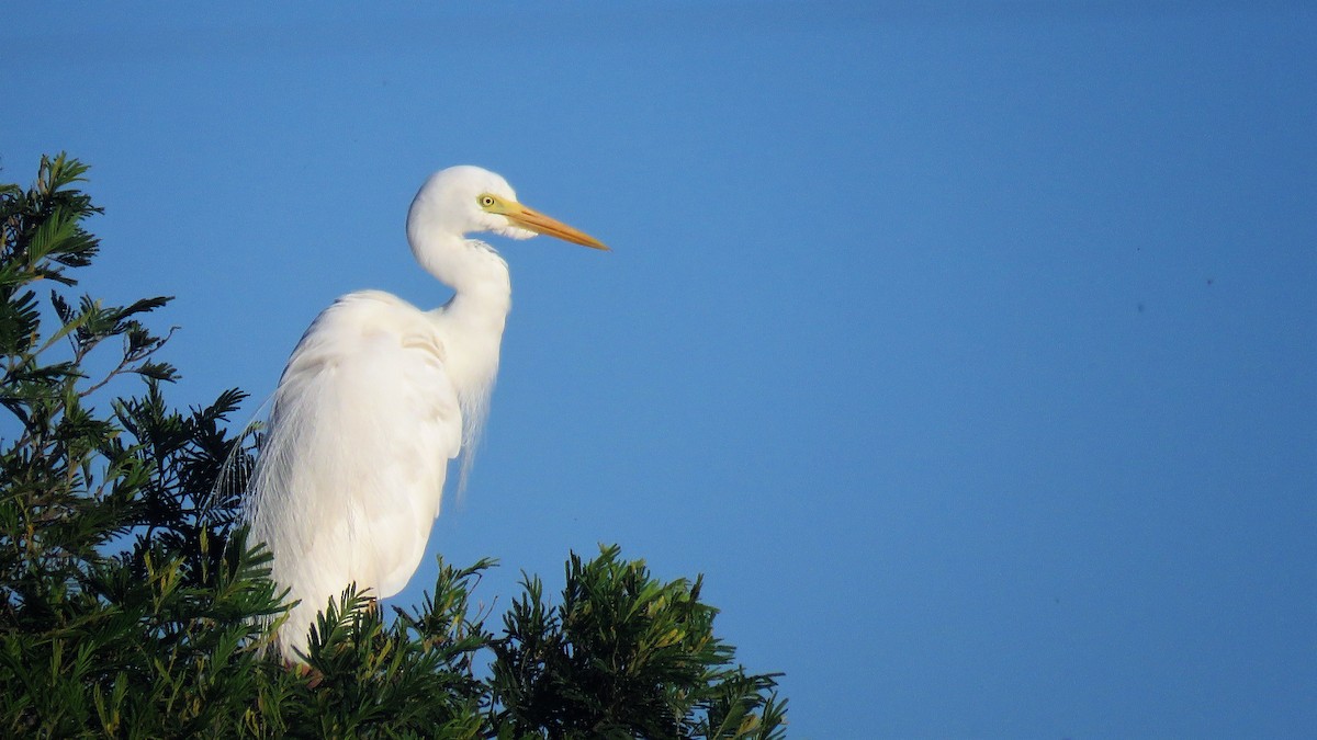 Plumed Egret - ML136324271