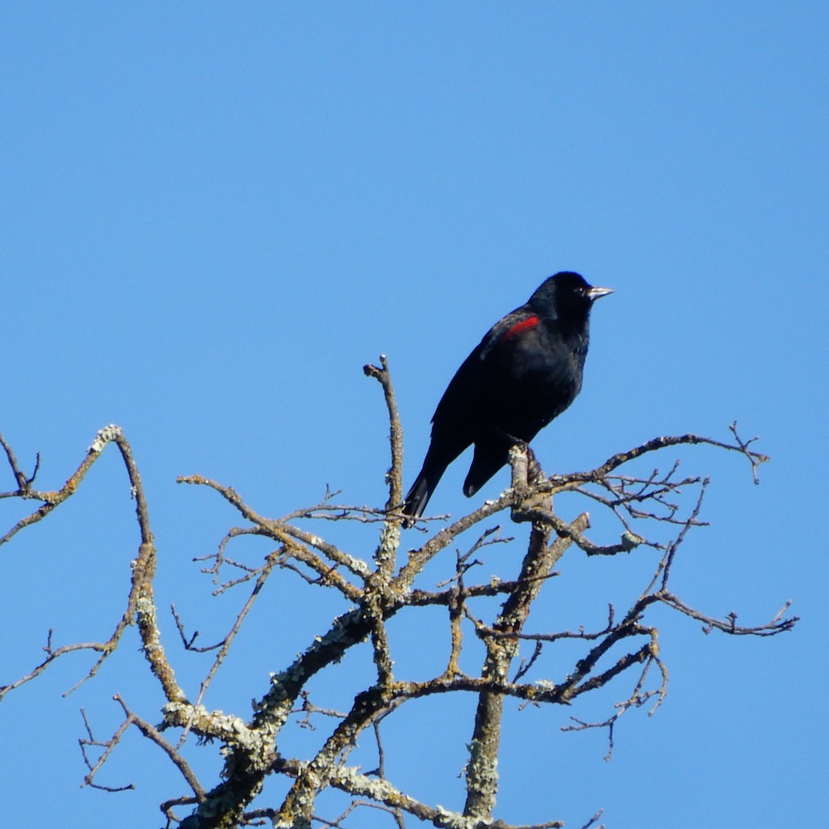 Red-winged Blackbird - ML136324301