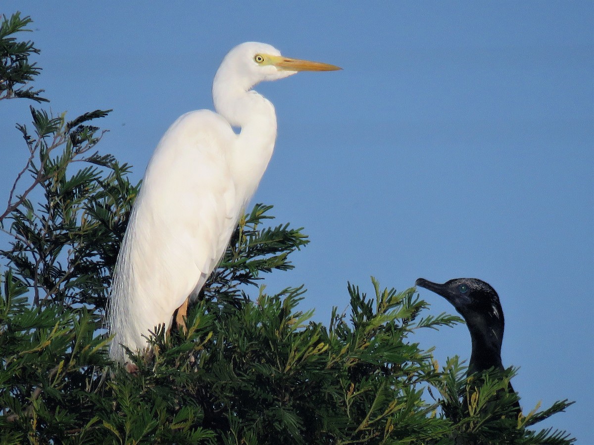 Plumed Egret - ML136324371