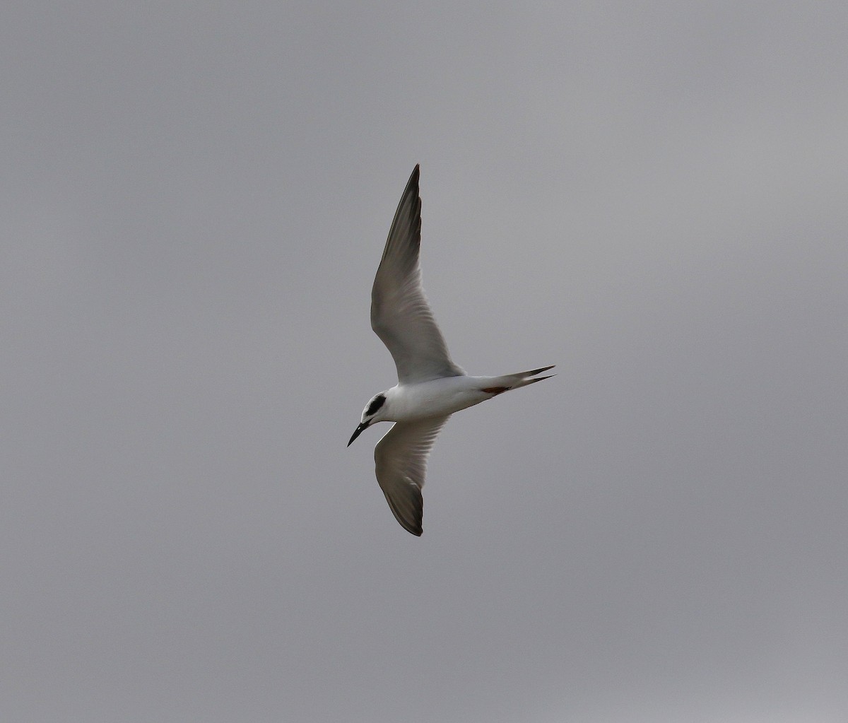 Forster's Tern - ML136325211