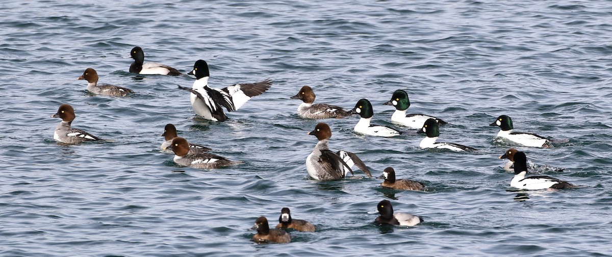 Common Goldeneye - Tom Benson