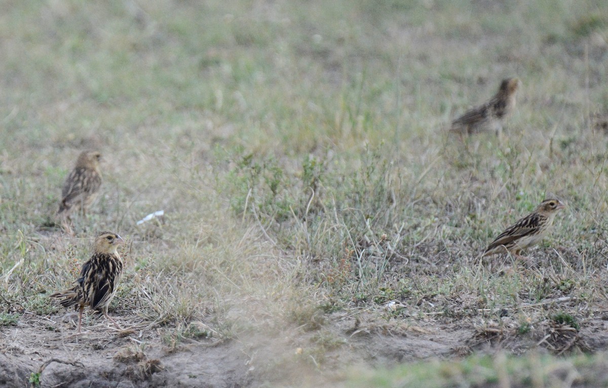 Jackson's Widowbird - ML136327441