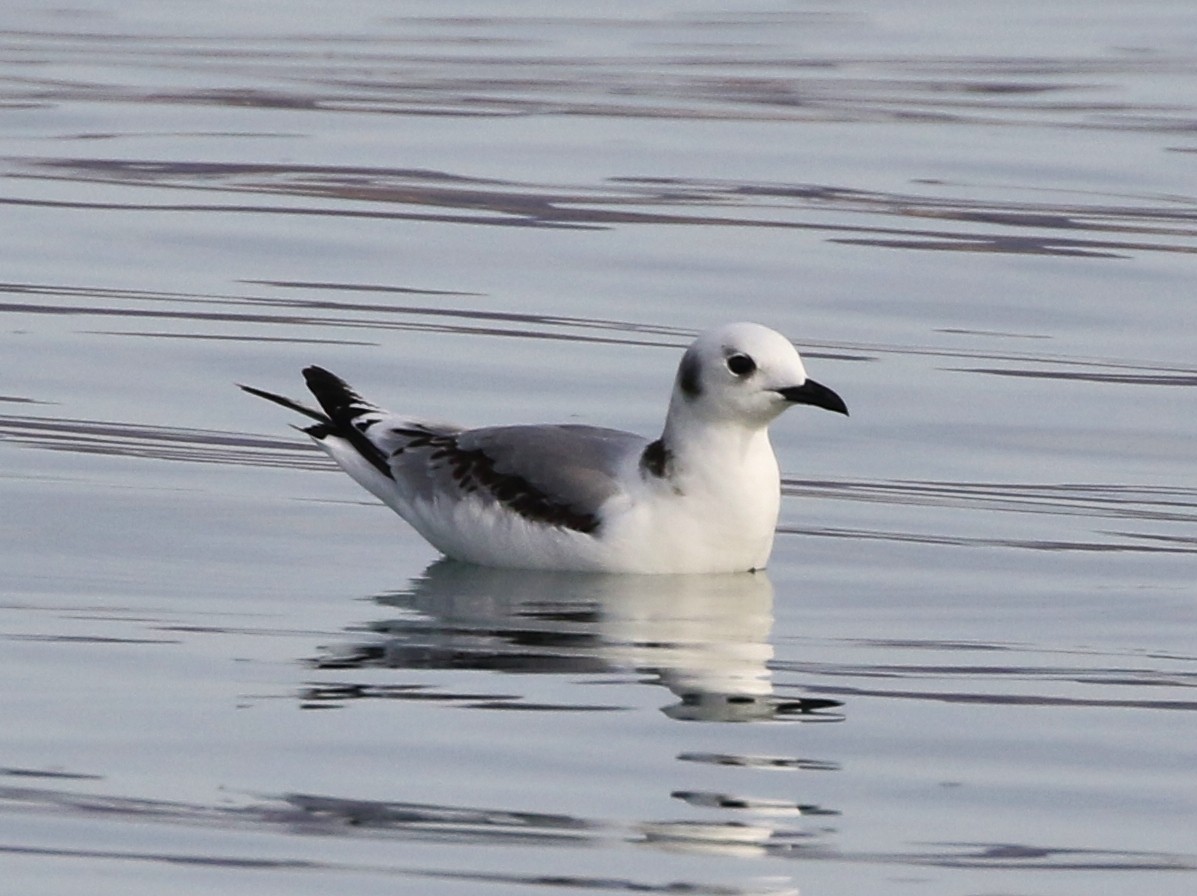 Mouette tridactyle - ML136329871