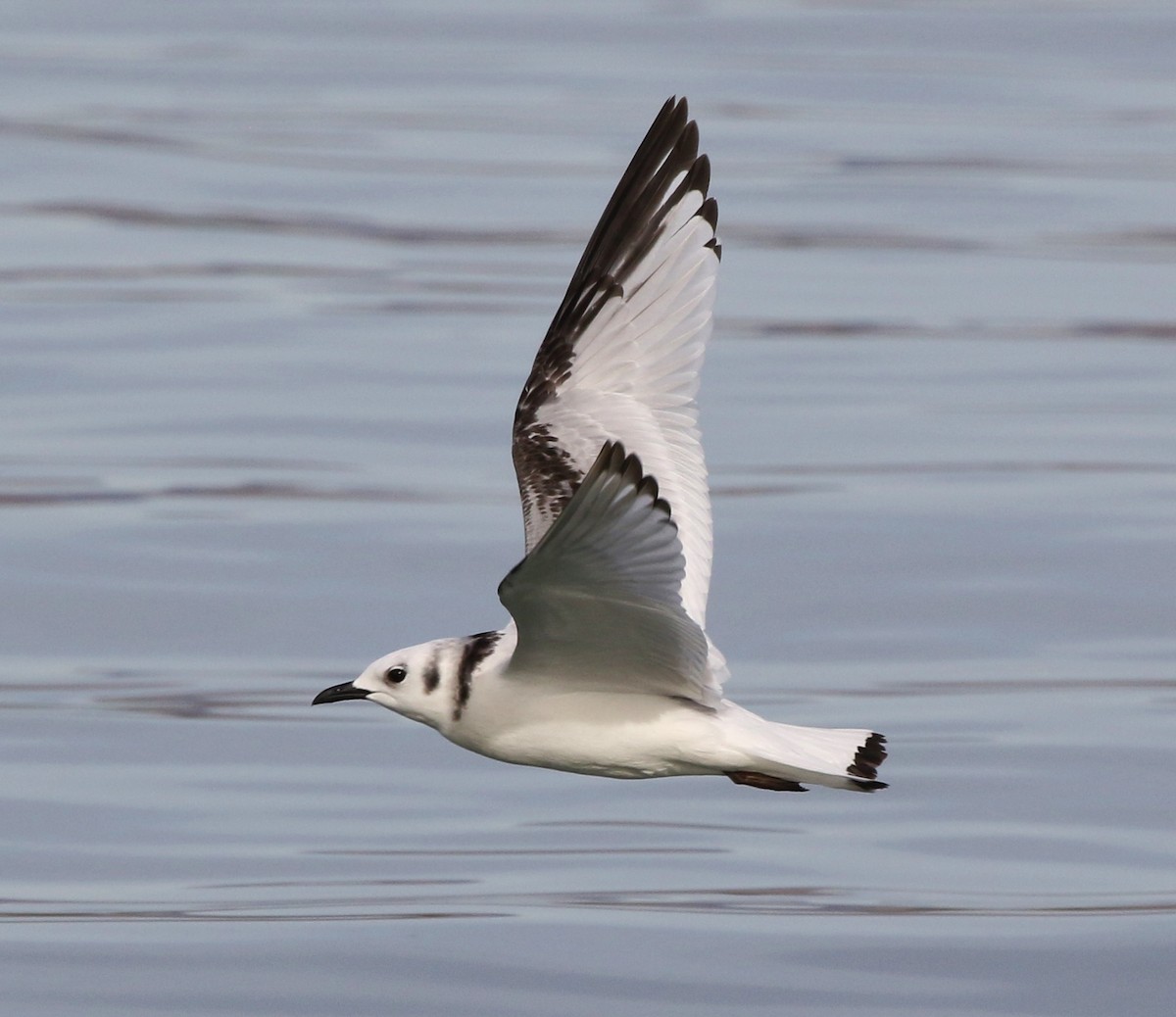 Mouette tridactyle - ML136329921