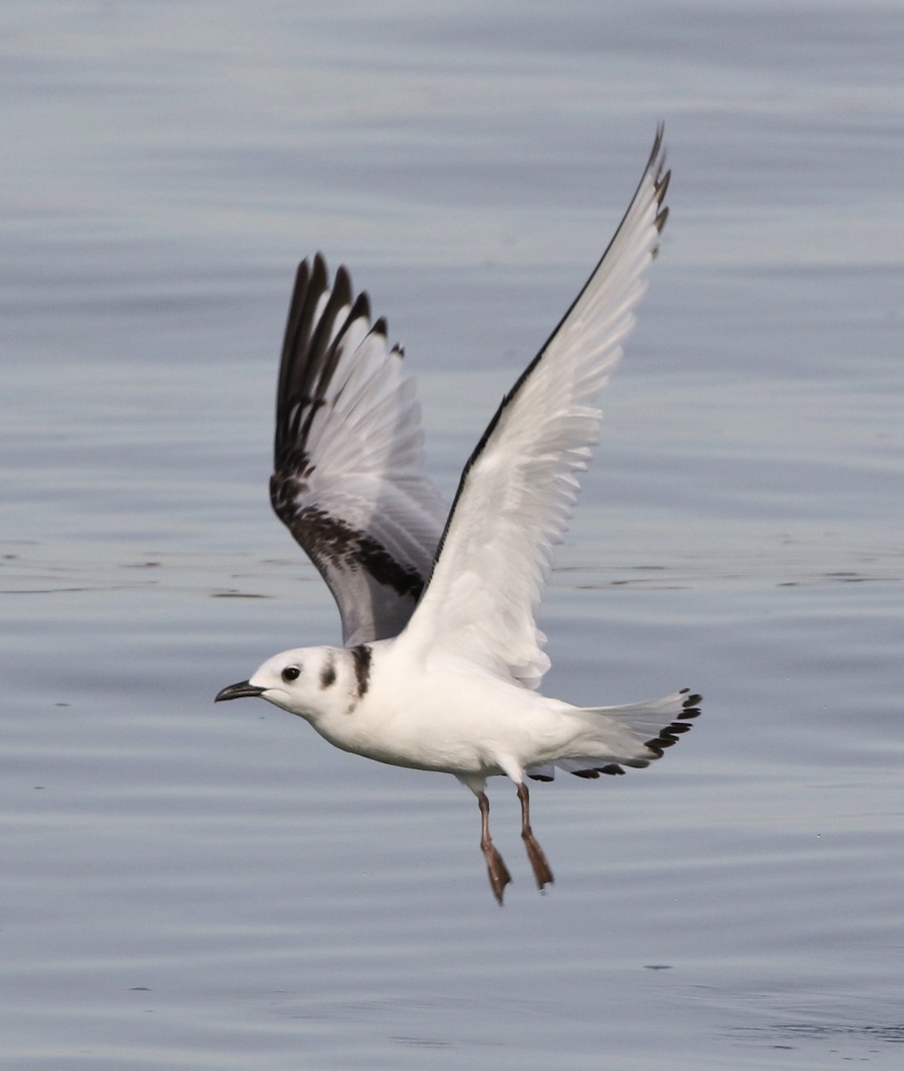 Mouette tridactyle - ML136329931