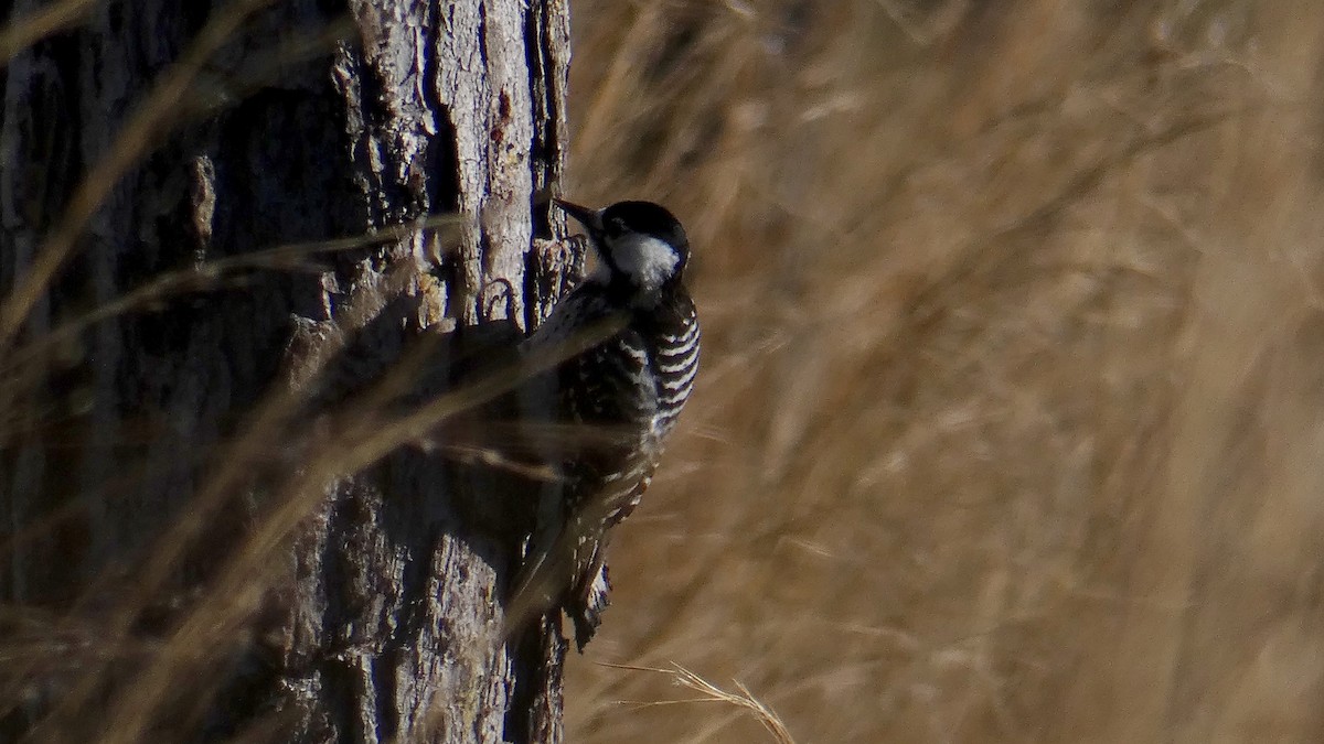 Red-cockaded Woodpecker - Buddy Sessoms