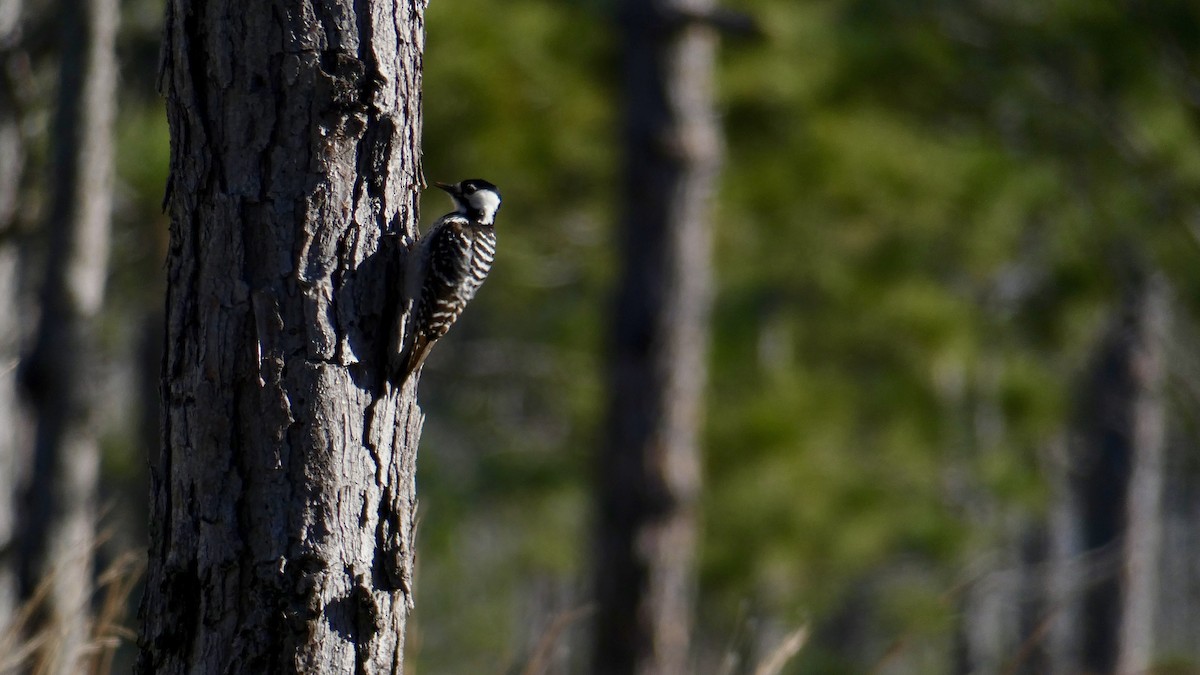 Red-cockaded Woodpecker - ML136329991