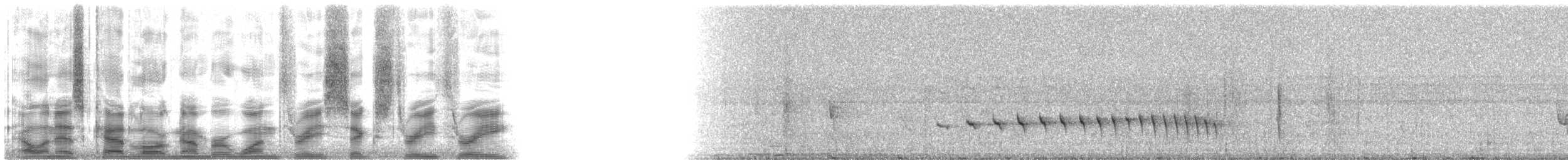 White-flanked Antwren (White-flanked) - ML13633