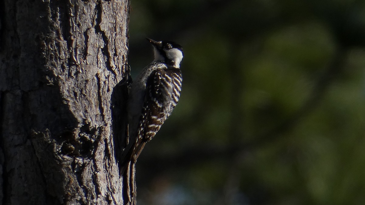 Red-cockaded Woodpecker - Buddy Sessoms