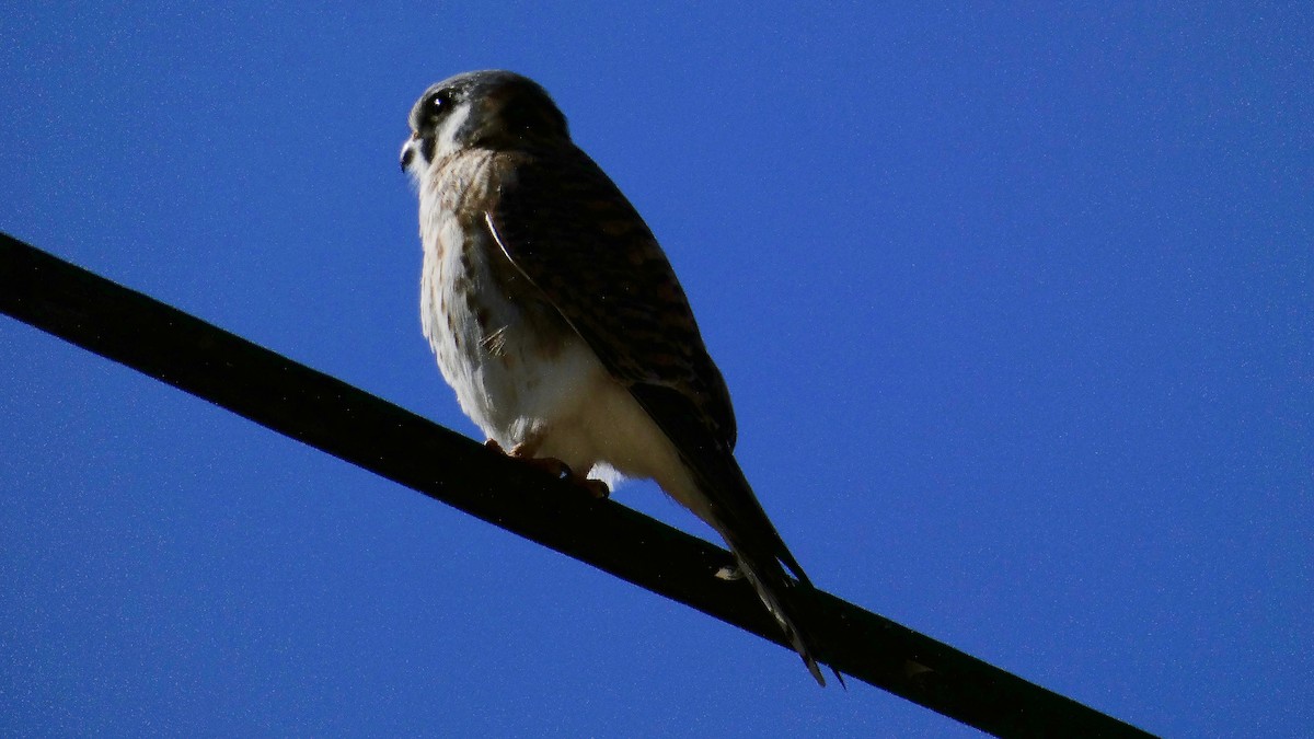 American Kestrel - ML136330251