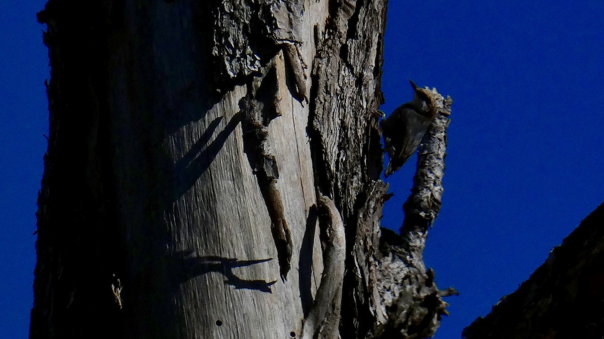 Brown-headed Nuthatch - ML136330321