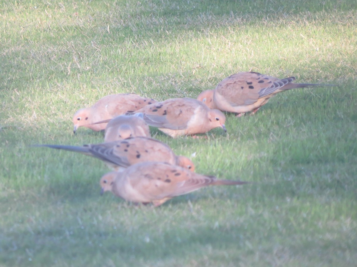 Mourning Dove - ML136330401