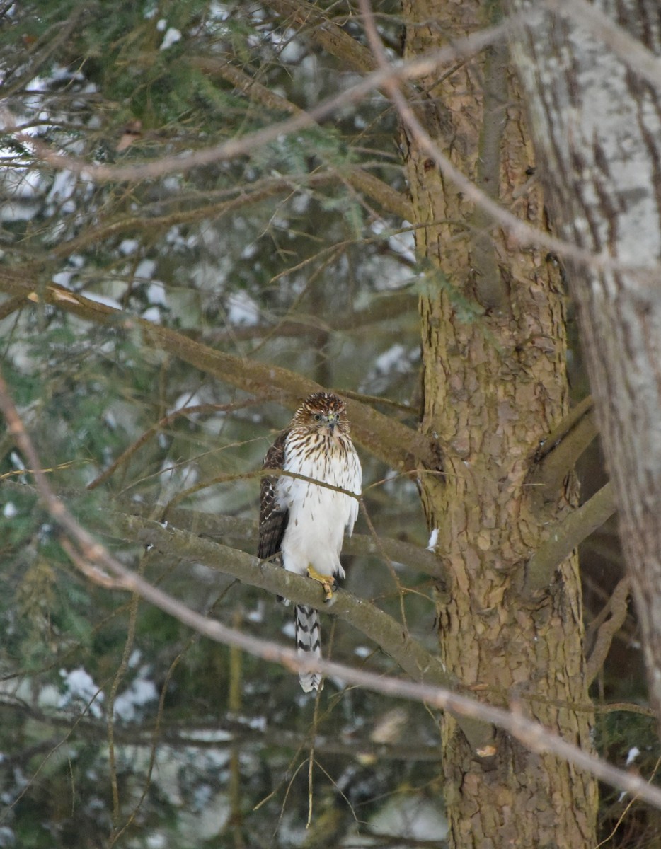 Cooper's Hawk - ML136333511
