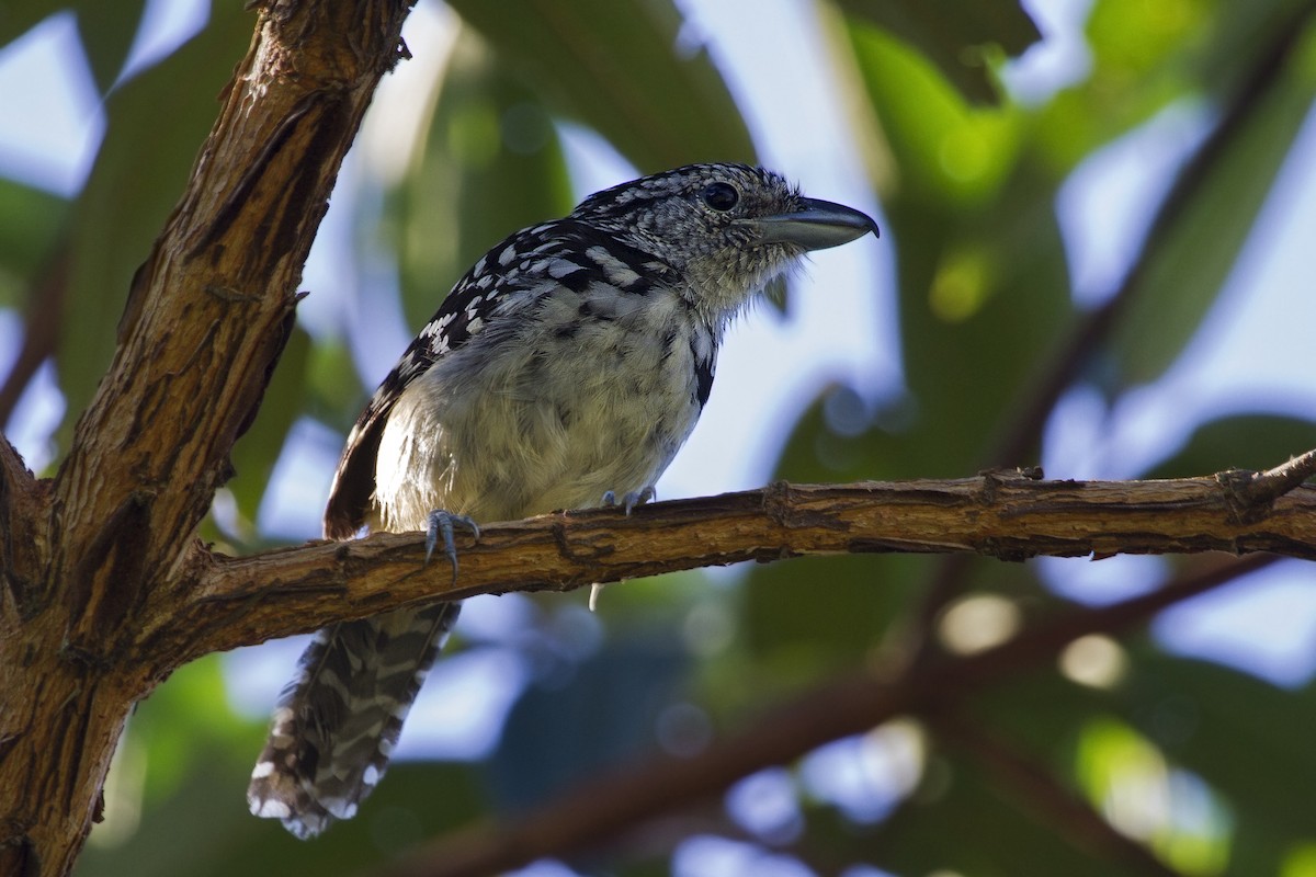 Spot-backed Antshrike - Lorena Patrício