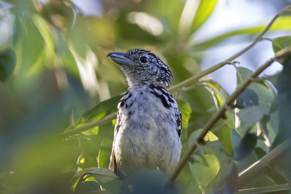 Spot-backed Antshrike - Lorena Patrício