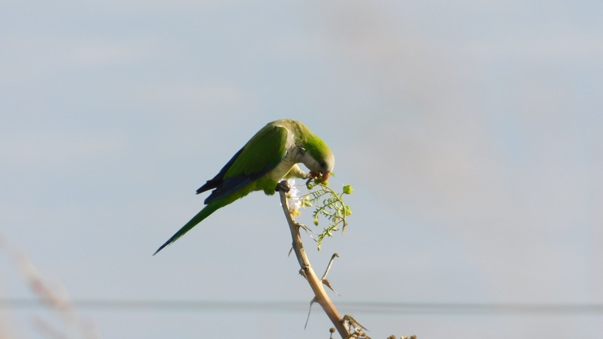 Monk Parakeet - ML136339181