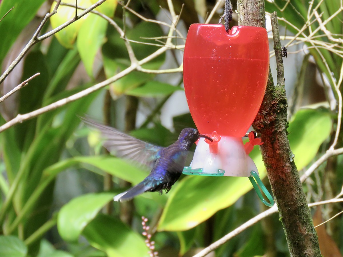 Colibrí Morado - ML136339361