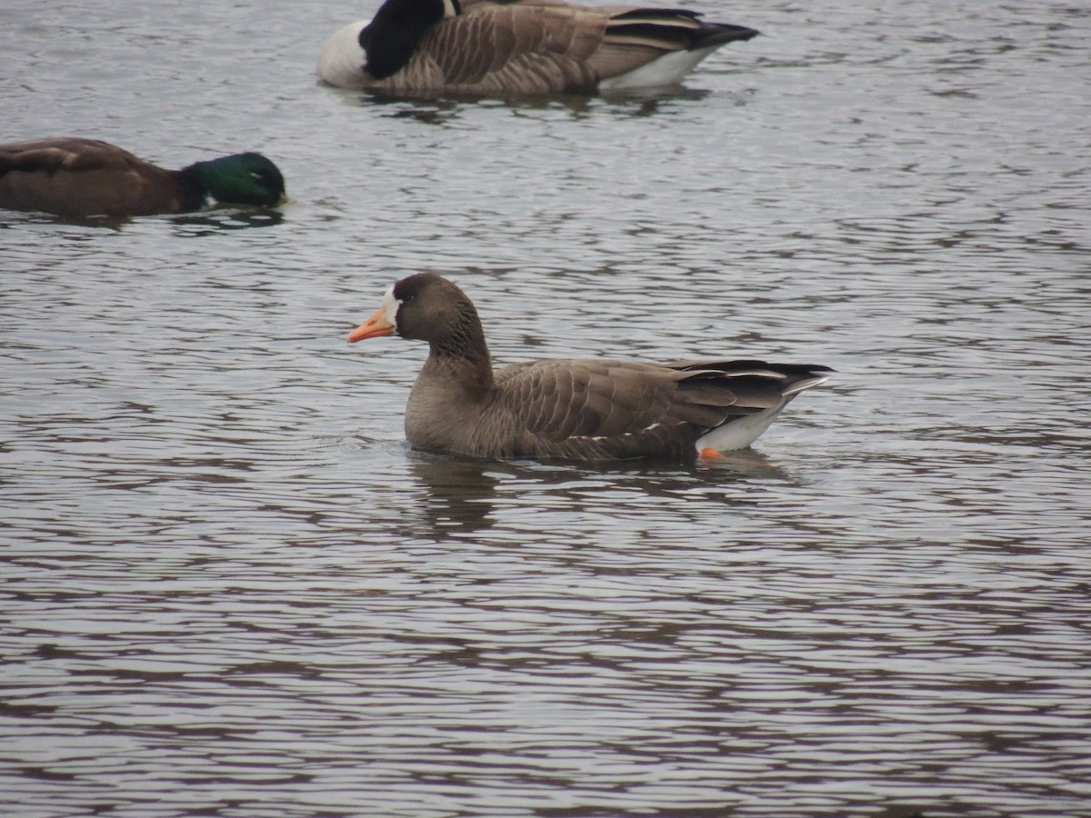 Greater White-fronted Goose - ML136339631