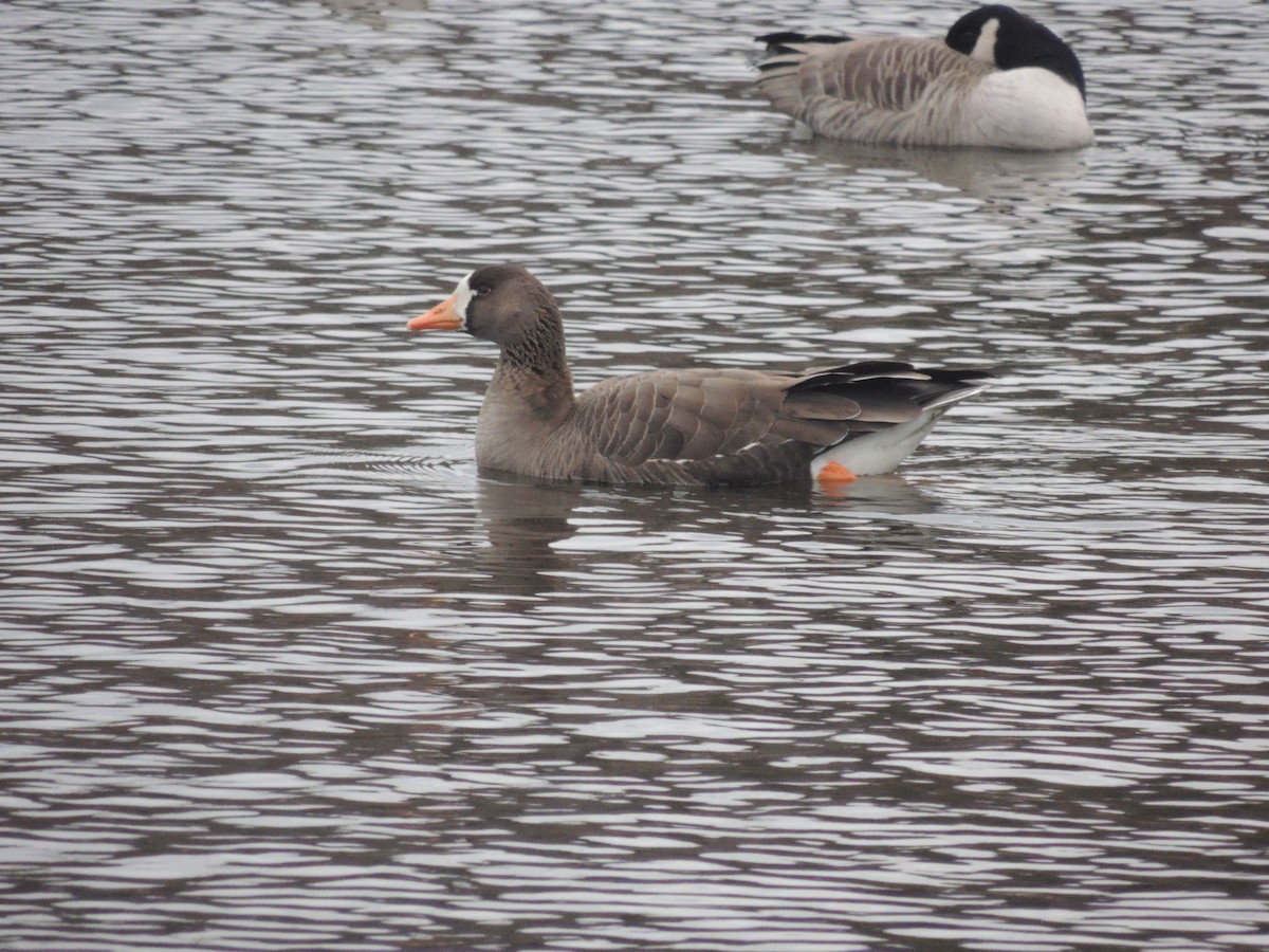 Greater White-fronted Goose - ML136339641