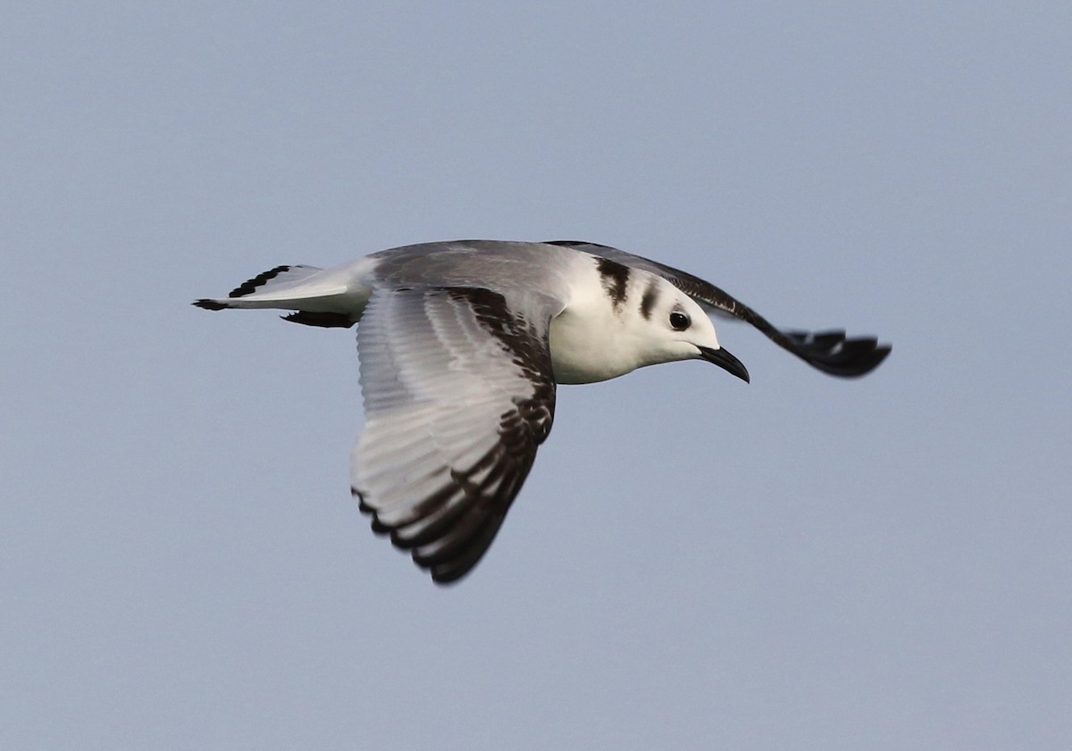 Black-legged Kittiwake - ML136340241