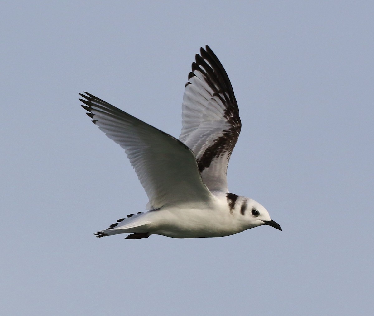 Black-legged Kittiwake - ML136340261