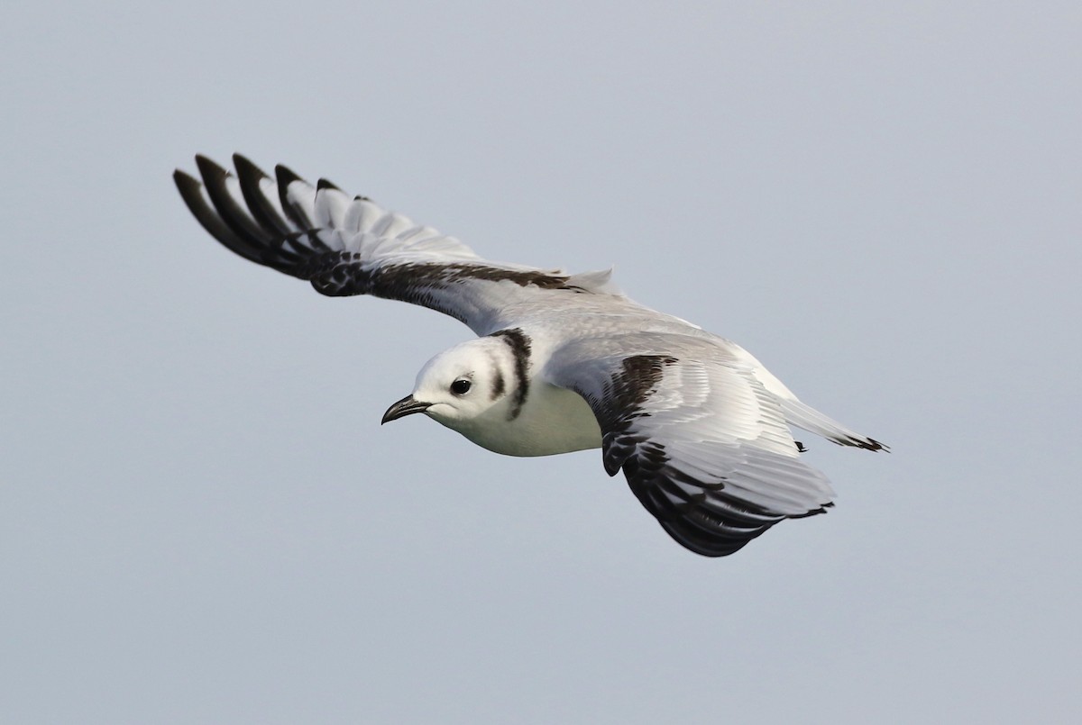 Black-legged Kittiwake - ML136340581