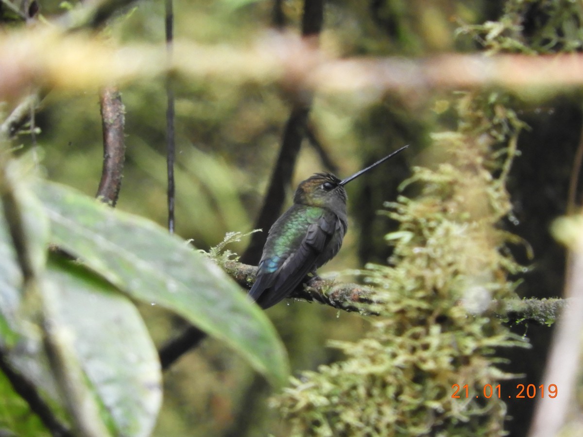 Green-fronted Lancebill - ML136341031