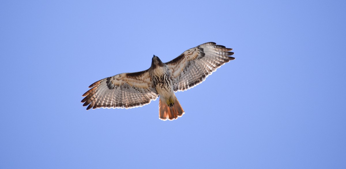 Red-tailed Hawk - ML136341401