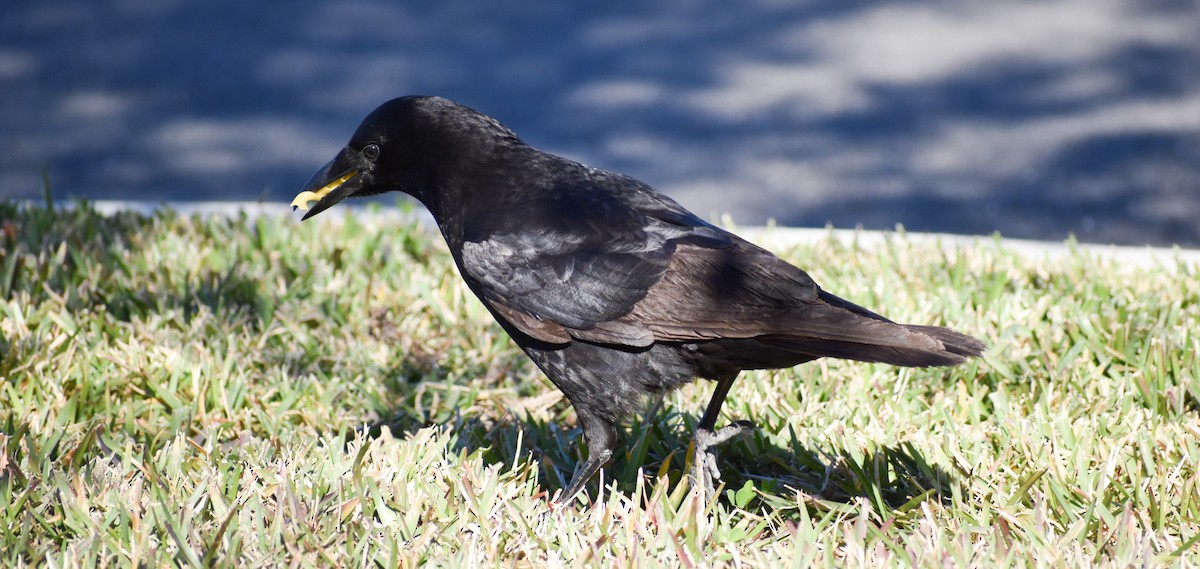 American Crow - ML136341451