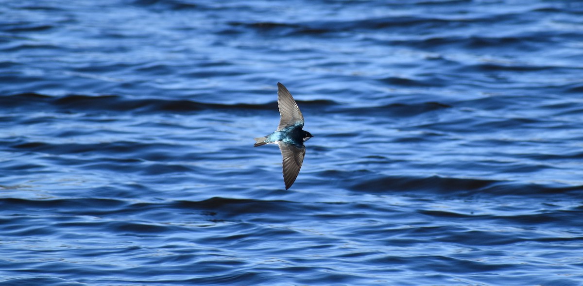 Tree Swallow - ML136341491