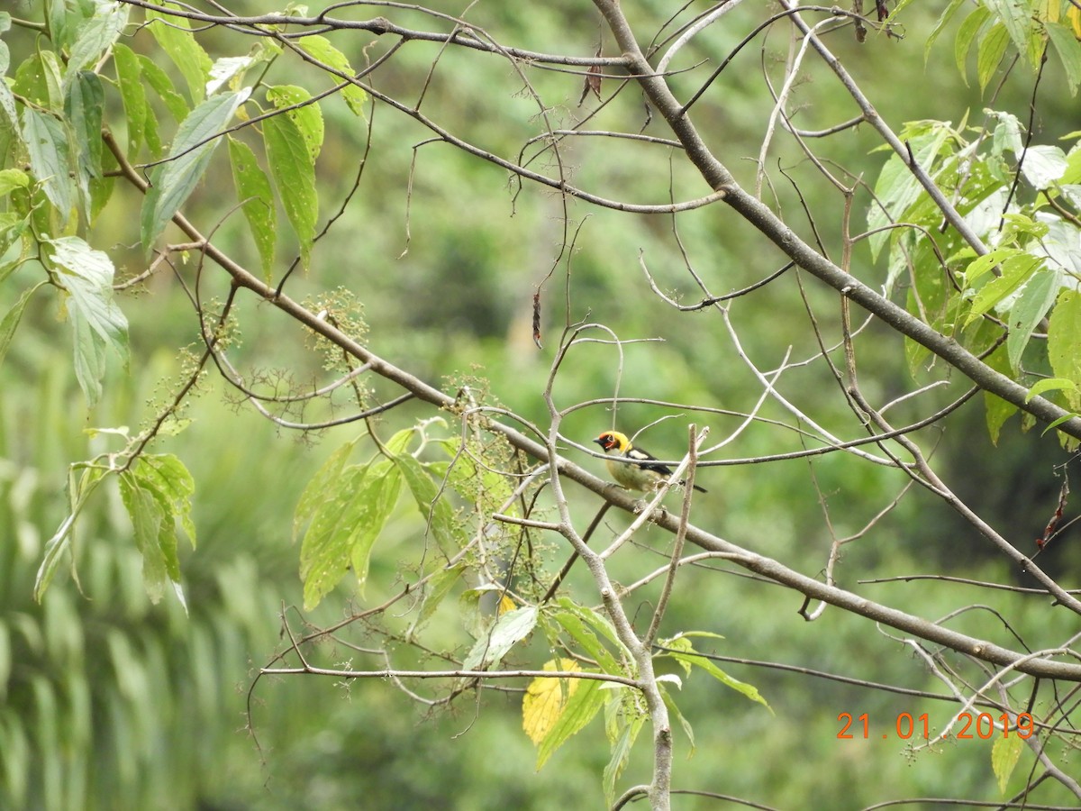 Flame-faced Tanager - ML136341531