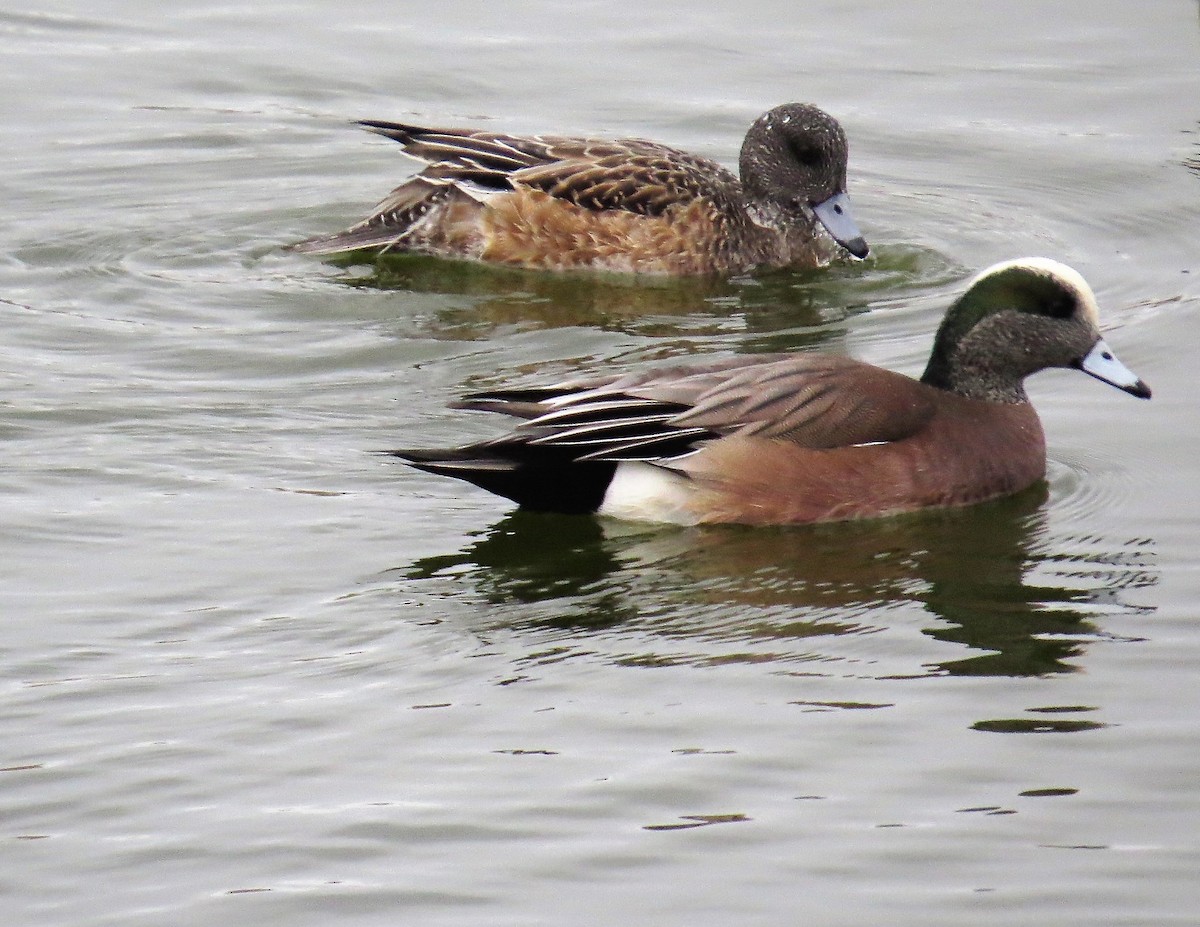 American Wigeon - Christopher Clack