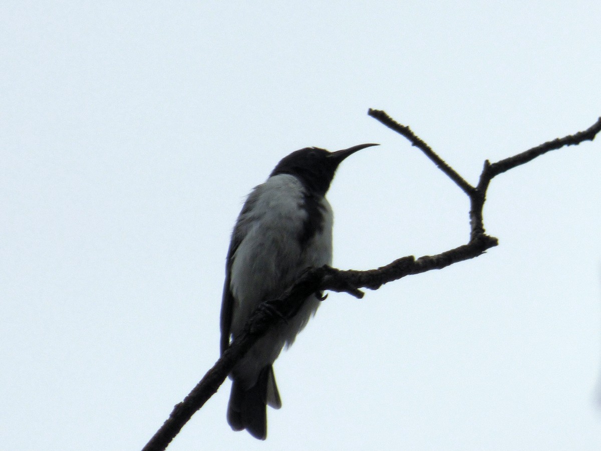 Black Honeyeater - ML136342521