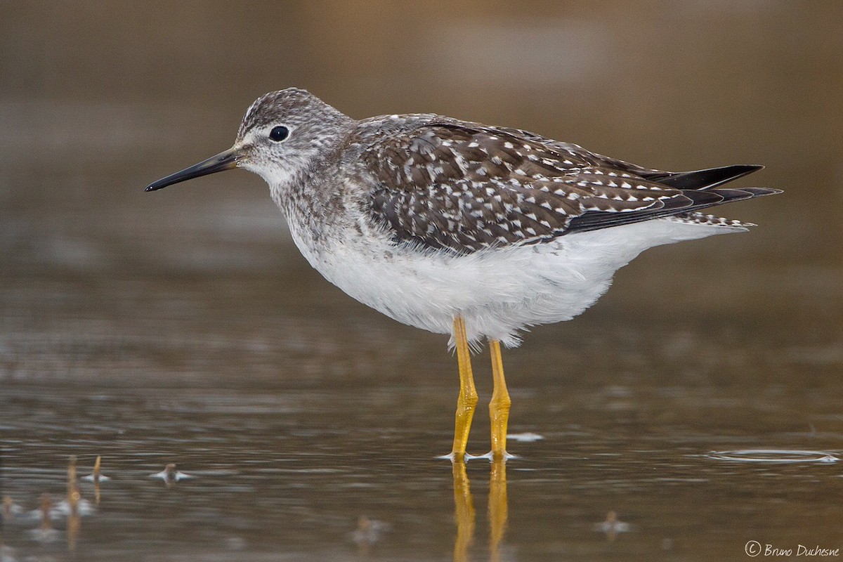 Lesser Yellowlegs - ML136343011