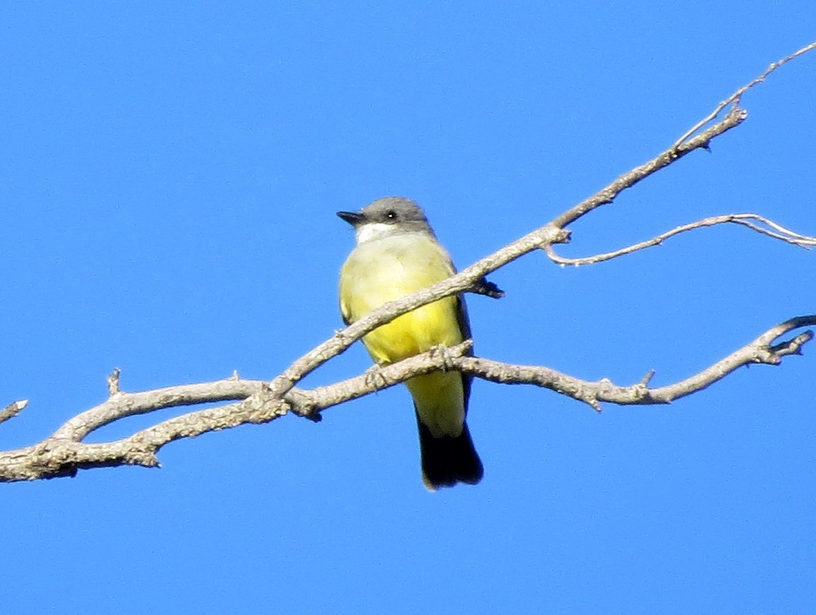 Cassin's Kingbird - ML136343081