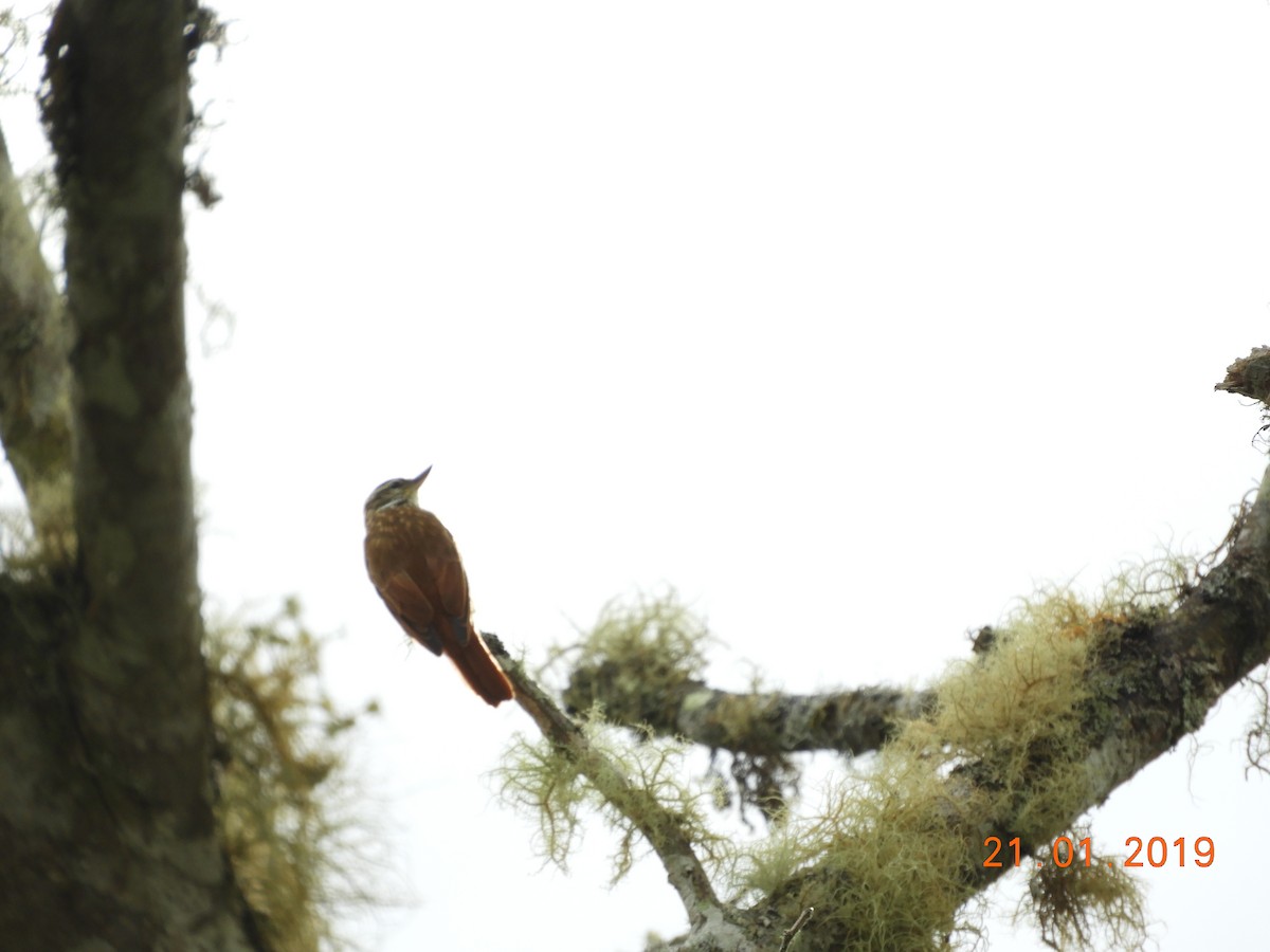 Streaked Xenops - ML136343591